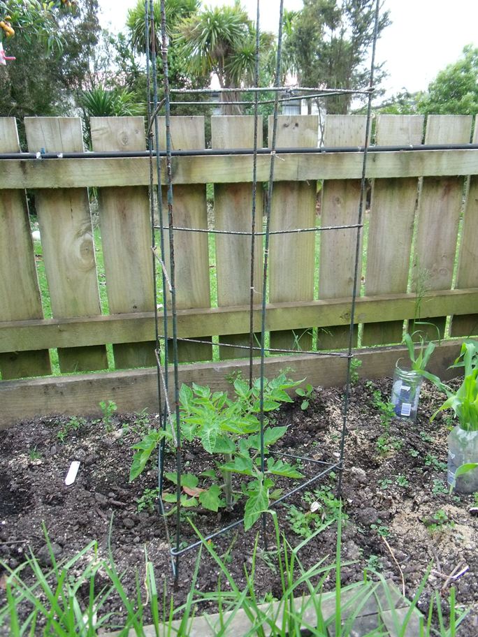 Nov 09 Roma Tomato