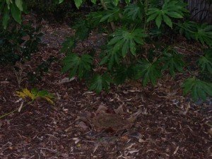 May 10 Gack Garden 2