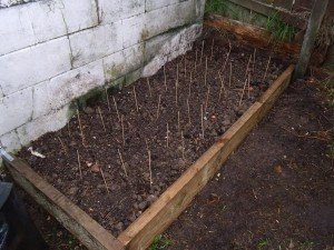 Vege Garden Peas